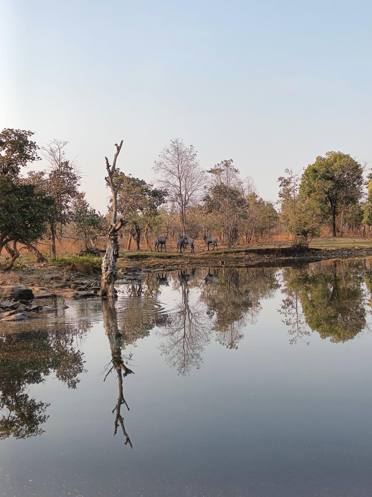 Gandhisagar Forest Retreat Hotel Gurla Exterior foto
